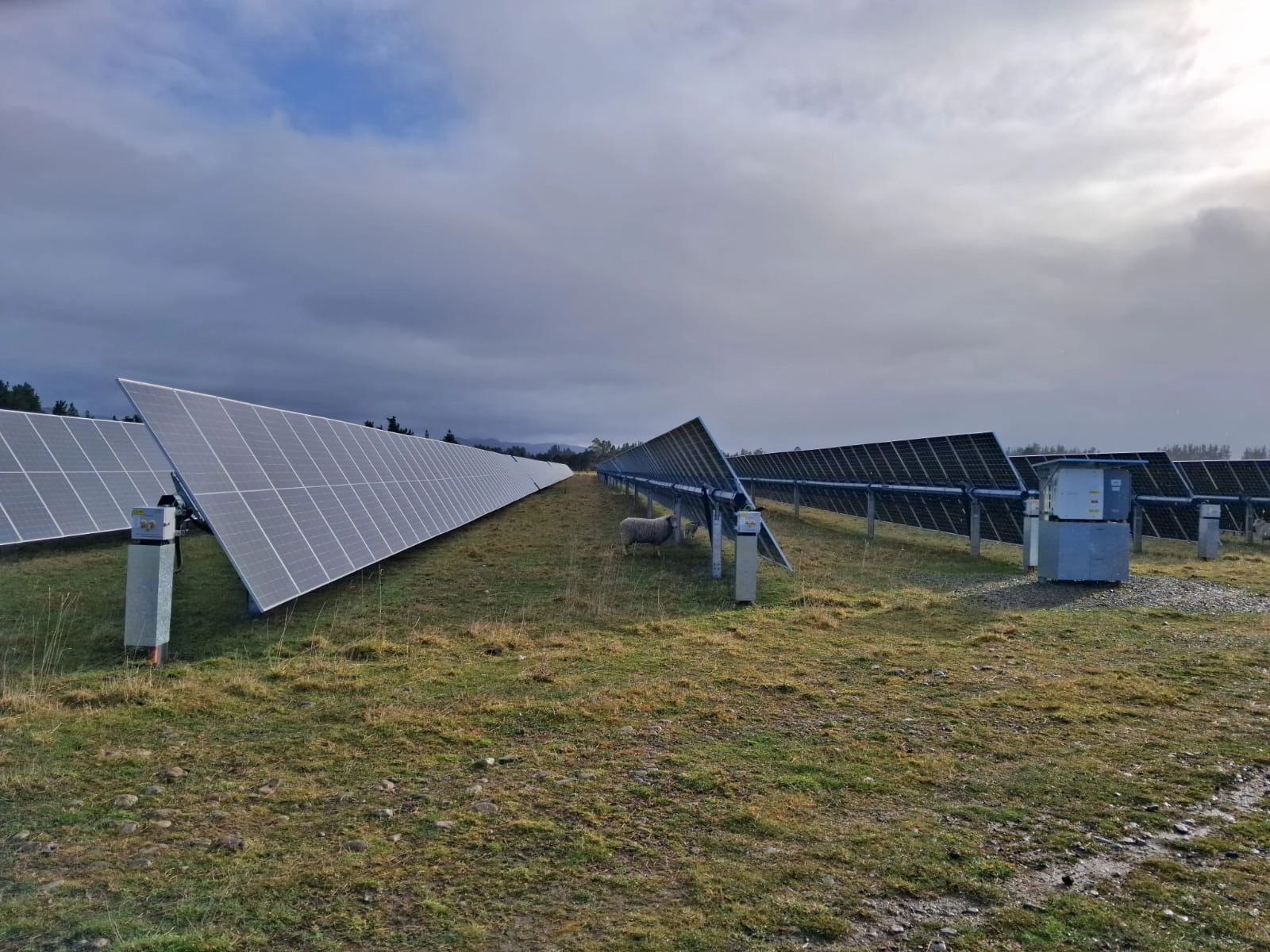 Solar arrays and sheep at Carterton Solar Farm