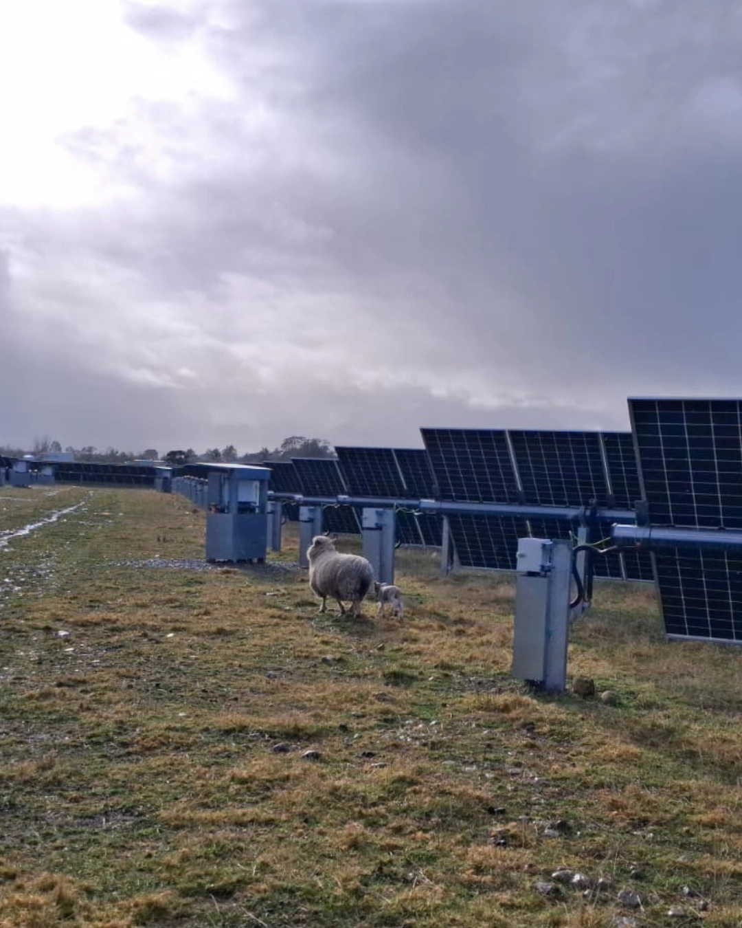 A ewe and newborn lamb among solar arrays at Carterton Solar Farm