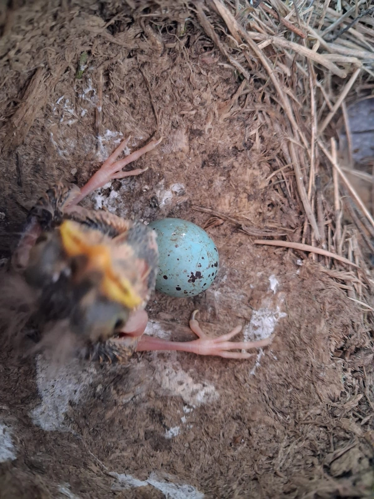 Newly hatched birds and an egg in a nest at Carterton Solar Farm